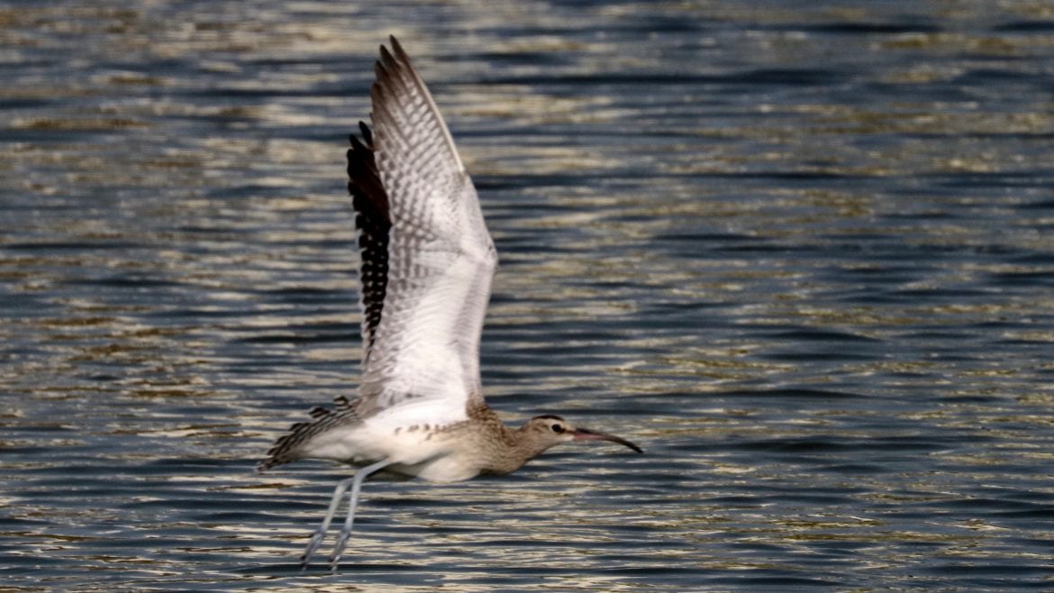 Steppe Whimbrel sighted at Saadiyat Beach Golf Club