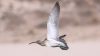 Steppe Whimbrel at Saadiyat Beach Golf Club