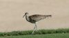 Steppe Whimbrel at Saadiyat Beach Golf Club