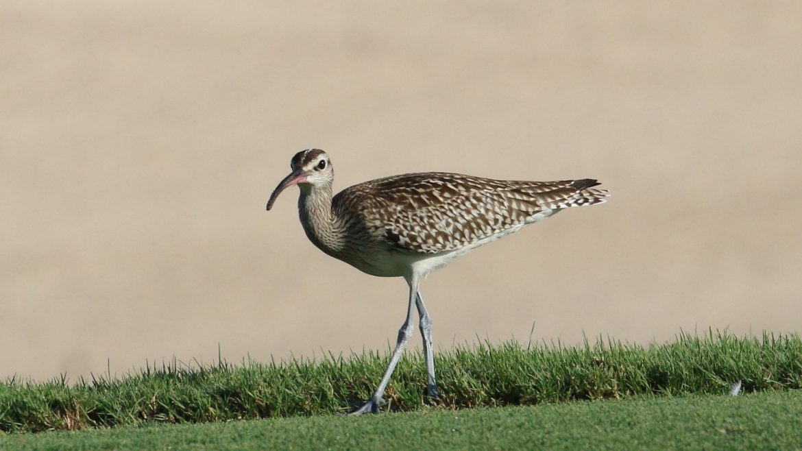 Steppe Whimbrel at Saadiyat Beach Golf Club